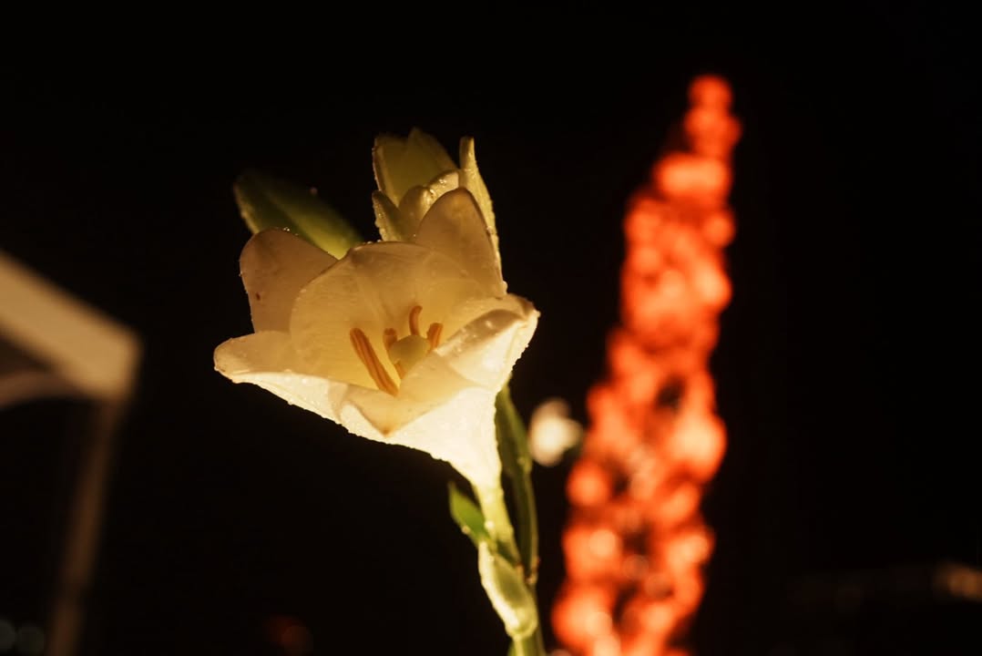 Lilies and candlelight